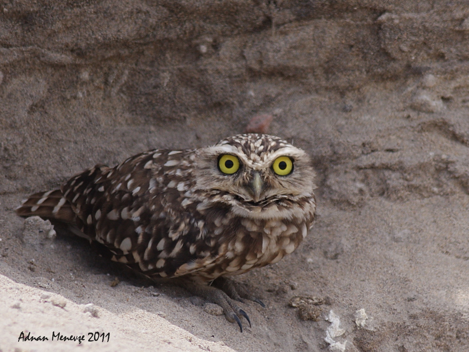 Burrowing Owl